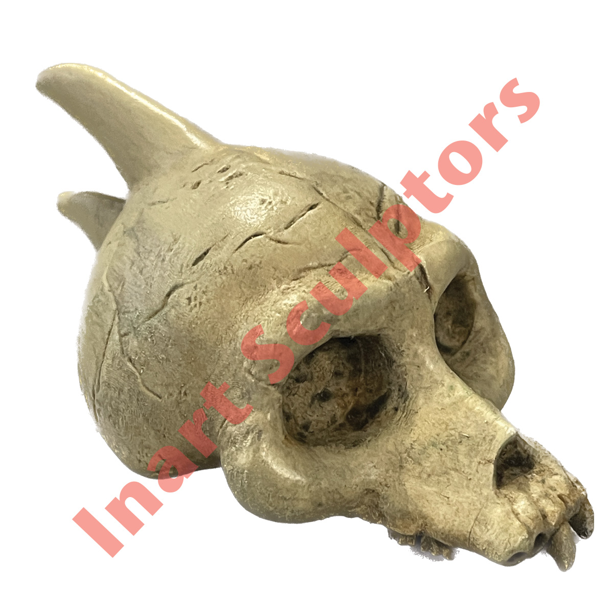 Skulls ( 4 pieces) - Twilight Princess